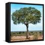 Awesome South Africa Collection Square - Acacia Tree II-Philippe Hugonnard-Framed Stretched Canvas