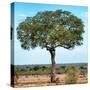 Awesome South Africa Collection Square - Acacia Tree II-Philippe Hugonnard-Stretched Canvas