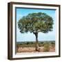 Awesome South Africa Collection Square - Acacia Tree II-Philippe Hugonnard-Framed Photographic Print