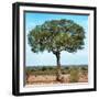 Awesome South Africa Collection Square - Acacia Tree II-Philippe Hugonnard-Framed Photographic Print