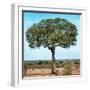 Awesome South Africa Collection Square - Acacia Tree II-Philippe Hugonnard-Framed Photographic Print