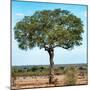 Awesome South Africa Collection Square - Acacia Tree II-Philippe Hugonnard-Mounted Photographic Print