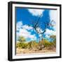 Awesome South Africa Collection Square - Acacia Tree III-Philippe Hugonnard-Framed Premium Photographic Print