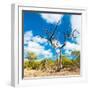 Awesome South Africa Collection Square - Acacia Tree III-Philippe Hugonnard-Framed Premium Photographic Print