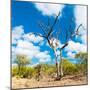 Awesome South Africa Collection Square - Acacia Tree III-Philippe Hugonnard-Mounted Premium Photographic Print