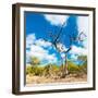 Awesome South Africa Collection Square - Acacia Tree III-Philippe Hugonnard-Framed Photographic Print