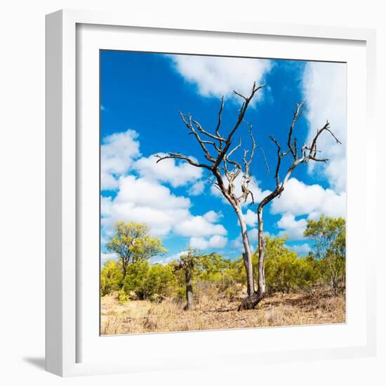 Awesome South Africa Collection Square - Acacia Tree III-Philippe Hugonnard-Framed Photographic Print