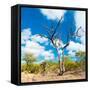 Awesome South Africa Collection Square - Acacia Tree III-Philippe Hugonnard-Framed Stretched Canvas