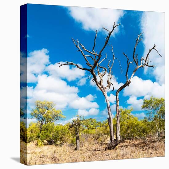 Awesome South Africa Collection Square - Acacia Tree III-Philippe Hugonnard-Stretched Canvas