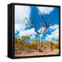 Awesome South Africa Collection Square - Acacia Tree in Fall Colors III-Philippe Hugonnard-Framed Stretched Canvas