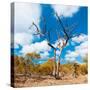 Awesome South Africa Collection Square - Acacia Tree in Fall Colors III-Philippe Hugonnard-Stretched Canvas