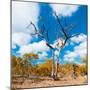 Awesome South Africa Collection Square - Acacia Tree in Fall Colors III-Philippe Hugonnard-Mounted Premium Photographic Print