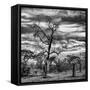 Awesome South Africa Collection Square - Acacia Tree in Savannah II-Philippe Hugonnard-Framed Stretched Canvas