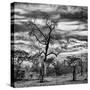 Awesome South Africa Collection Square - Acacia Tree in Savannah II-Philippe Hugonnard-Stretched Canvas