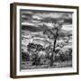 Awesome South Africa Collection Square - Acacia Tree in Savannah-Philippe Hugonnard-Framed Photographic Print