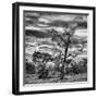 Awesome South Africa Collection Square - Acacia Tree in Savannah-Philippe Hugonnard-Framed Photographic Print