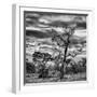 Awesome South Africa Collection Square - Acacia Tree in Savannah-Philippe Hugonnard-Framed Photographic Print