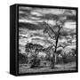 Awesome South Africa Collection Square - Acacia Tree in Savannah-Philippe Hugonnard-Framed Stretched Canvas