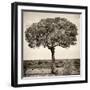 Awesome South Africa Collection Square - Acacia Tree-Philippe Hugonnard-Framed Photographic Print