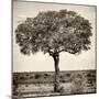 Awesome South Africa Collection Square - Acacia Tree-Philippe Hugonnard-Mounted Photographic Print