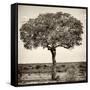 Awesome South Africa Collection Square - Acacia Tree-Philippe Hugonnard-Framed Stretched Canvas