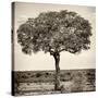 Awesome South Africa Collection Square - Acacia Tree-Philippe Hugonnard-Stretched Canvas
