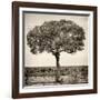 Awesome South Africa Collection Square - Acacia Tree-Philippe Hugonnard-Framed Photographic Print