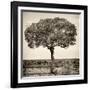 Awesome South Africa Collection Square - Acacia Tree-Philippe Hugonnard-Framed Photographic Print