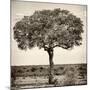 Awesome South Africa Collection Square - Acacia Tree-Philippe Hugonnard-Mounted Photographic Print