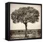 Awesome South Africa Collection Square - Acacia Tree-Philippe Hugonnard-Framed Stretched Canvas