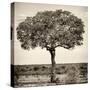 Awesome South Africa Collection Square - Acacia Tree-Philippe Hugonnard-Stretched Canvas