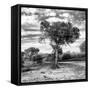 Awesome South Africa Collection Square - Acacia Trees in the Bush B&W-Philippe Hugonnard-Framed Stretched Canvas