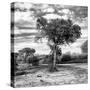 Awesome South Africa Collection Square - Acacia Trees in the Bush B&W-Philippe Hugonnard-Stretched Canvas