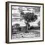 Awesome South Africa Collection Square - Acacia Trees in the Bush B&W-Philippe Hugonnard-Framed Photographic Print