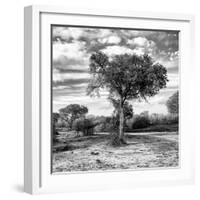 Awesome South Africa Collection Square - Acacia Trees in the Bush B&W-Philippe Hugonnard-Framed Photographic Print