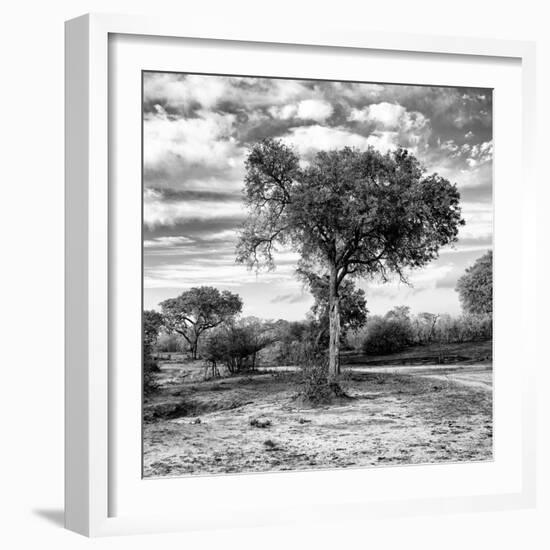 Awesome South Africa Collection Square - Acacia Trees in the Bush B&W-Philippe Hugonnard-Framed Photographic Print