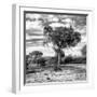Awesome South Africa Collection Square - Acacia Trees in the Bush B&W-Philippe Hugonnard-Framed Photographic Print
