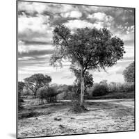 Awesome South Africa Collection Square - Acacia Trees in the Bush B&W-Philippe Hugonnard-Mounted Photographic Print