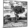 Awesome South Africa Collection Square - Acacia Trees in the Bush B&W-Philippe Hugonnard-Mounted Photographic Print