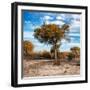 Awesome South Africa Collection Square - Acacia Trees in the Bush in Fall Colors-Philippe Hugonnard-Framed Photographic Print