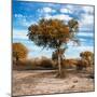 Awesome South Africa Collection Square - Acacia Trees in the Bush in Fall Colors-Philippe Hugonnard-Mounted Photographic Print