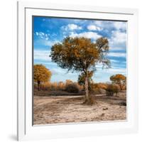 Awesome South Africa Collection Square - Acacia Trees in the Bush in Fall Colors-Philippe Hugonnard-Framed Photographic Print