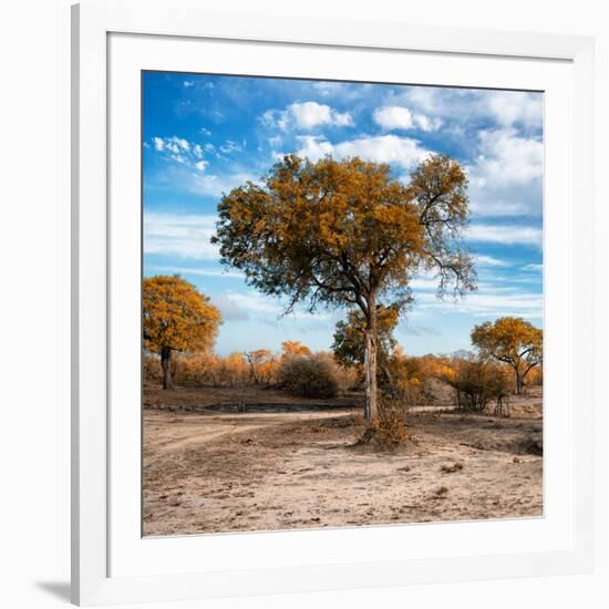 Awesome South Africa Collection Square - Acacia Trees in the Bush in Fall Colors-Philippe Hugonnard-Framed Photographic Print