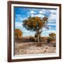 Awesome South Africa Collection Square - Acacia Trees in the Bush in Fall Colors-Philippe Hugonnard-Framed Photographic Print