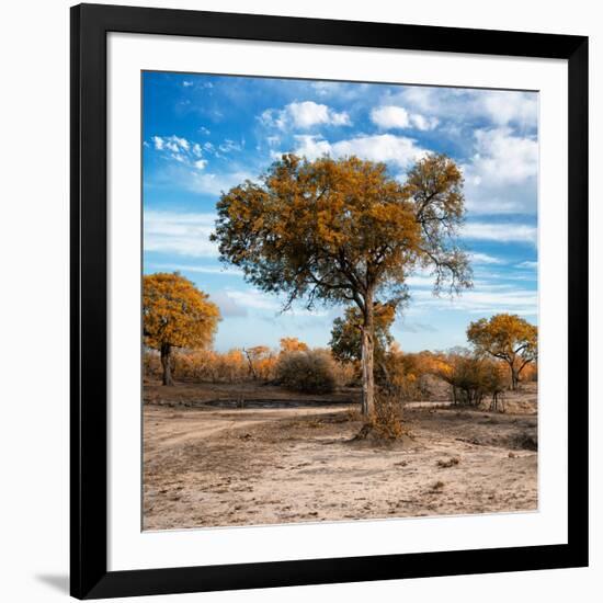 Awesome South Africa Collection Square - Acacia Trees in the Bush in Fall Colors-Philippe Hugonnard-Framed Photographic Print