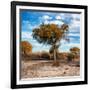 Awesome South Africa Collection Square - Acacia Trees in the Bush in Fall Colors-Philippe Hugonnard-Framed Photographic Print