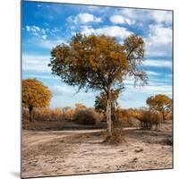 Awesome South Africa Collection Square - Acacia Trees in the Bush in Fall Colors-Philippe Hugonnard-Mounted Photographic Print