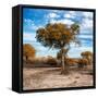 Awesome South Africa Collection Square - Acacia Trees in the Bush in Fall Colors-Philippe Hugonnard-Framed Stretched Canvas