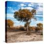 Awesome South Africa Collection Square - Acacia Trees in the Bush in Fall Colors-Philippe Hugonnard-Stretched Canvas