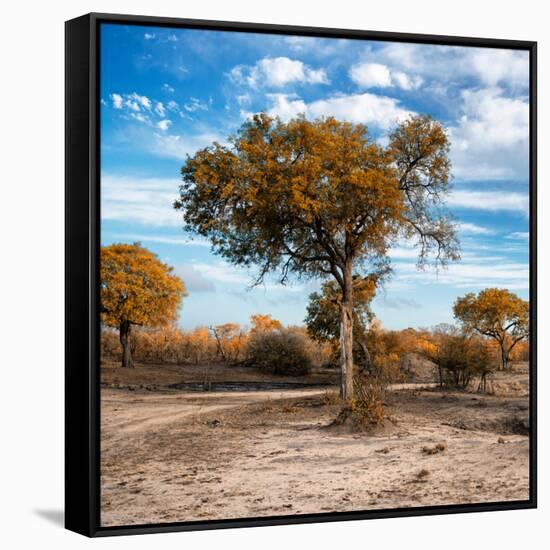 Awesome South Africa Collection Square - Acacia Trees in the Bush in Fall Colors-Philippe Hugonnard-Framed Stretched Canvas